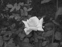 b&w rose